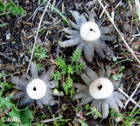 Geastrum fimbriatum  -  Géastre sessile  -  Famille des Géastracées - Lande du Ricanto Ajaccio Corse - non comestible